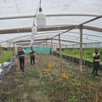 DNCD DESMANTELAN INVERNADERO DE PLANTACION DE MARIHUANA EN GUERRA