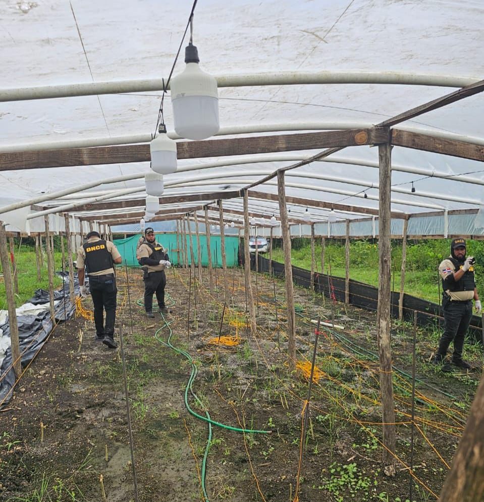 DNCD DESMANTELAN INVERNADERO DE PLANTACION DE MARIHUANA EN GUERRA