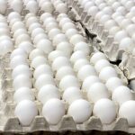 La Asociación Dominicana de Avicultura ADA asegura RD produce 350 millones de huevos mensuales