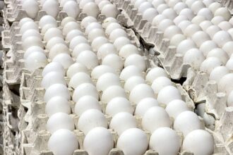 La Asociación Dominicana de Avicultura ADA asegura RD produce 350 millones de huevos mensuales