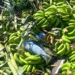 Detienen a dos haitianos oculto en camión cargado de guineos verdes