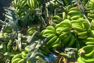 Detienen a dos haitianos oculto en camión cargado de guineos verdes
