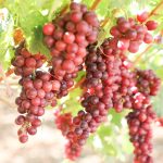 República Dominicana despacho primer contenedor de uvas de mesa hacia EE.UU