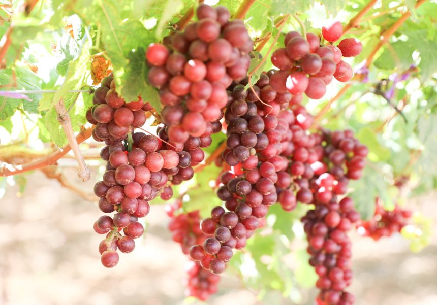 República Dominicana despacho primer contenedor de uvas de mesa hacia EE.UU