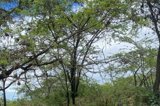 Ejército arresta a tres hombres se disponían a trasladar grupo de 41 haitianos indocumentados