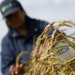 Fotografía extraída del Medio digital El Comercio. Las sequías sin precedentes que vive Chile desde hace 15 años debido al cambio climático inspiraron a la ingeniera agrónoma Karla Cordero a crear una nueva variedad de arroz más resistente a los climas extremos. / RAUL BRAVO