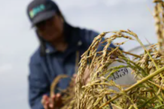 Fotografía extraída del Medio digital El Comercio. Las sequías sin precedentes que vive Chile desde hace 15 años debido al cambio climático inspiraron a la ingeniera agrónoma Karla Cordero a crear una nueva variedad de arroz más resistente a los climas extremos. / RAUL BRAVO