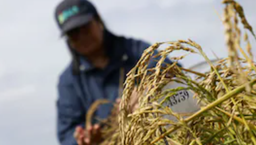 Fotografía extraída del Medio digital El Comercio. Las sequías sin precedentes que vive Chile desde hace 15 años debido al cambio climático inspiraron a la ingeniera agrónoma Karla Cordero a crear una nueva variedad de arroz más resistente a los climas extremos. / RAUL BRAVO