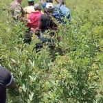 Apresan 18 haitianos escondido en matorrales en San Juan de la Maguana