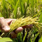 ADOFA: RD cuenta con arroz suficiente, no es necesario importación del alimento