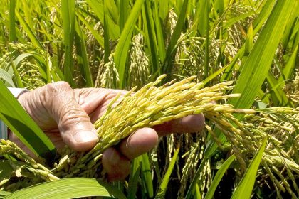 ADOFA: RD cuenta con arroz suficiente, no es necesario importación del alimento